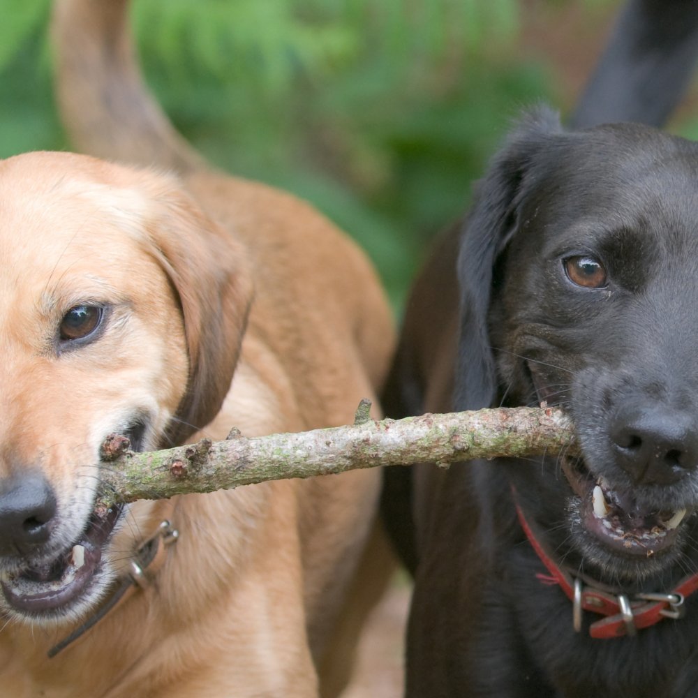 与竞争对手合作