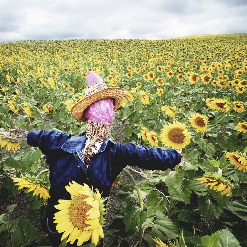 秸秆男人的概念